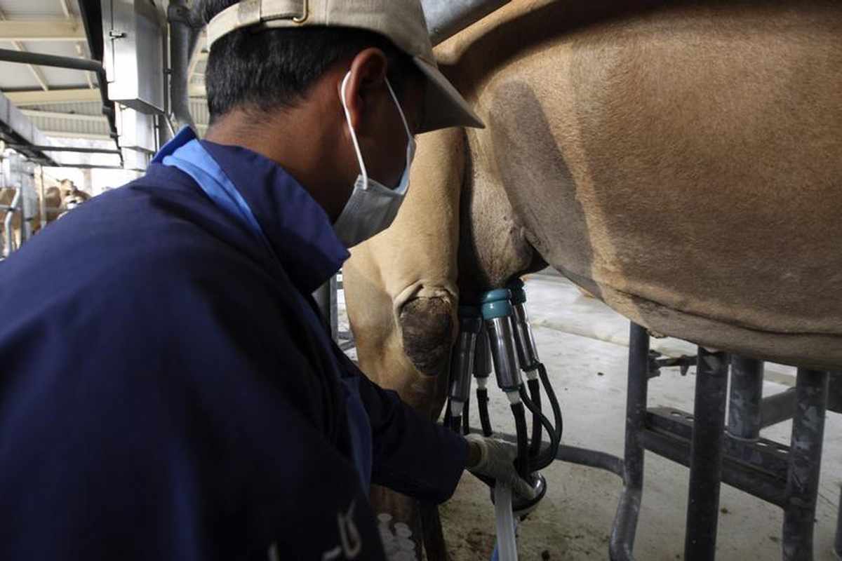 Camel-milk-has-beneficial-effects-on-diabetic-patients-study-reveals-rapidnews