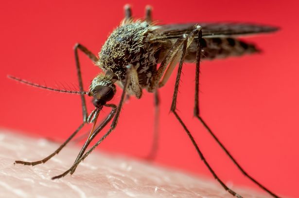 Deadly disease-carrying mosquitos heading to UK as Brits urged to keep windows closed