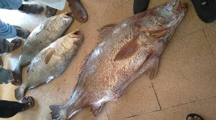 Gwadar fisherman catches rare sowa fish used to make surgical items