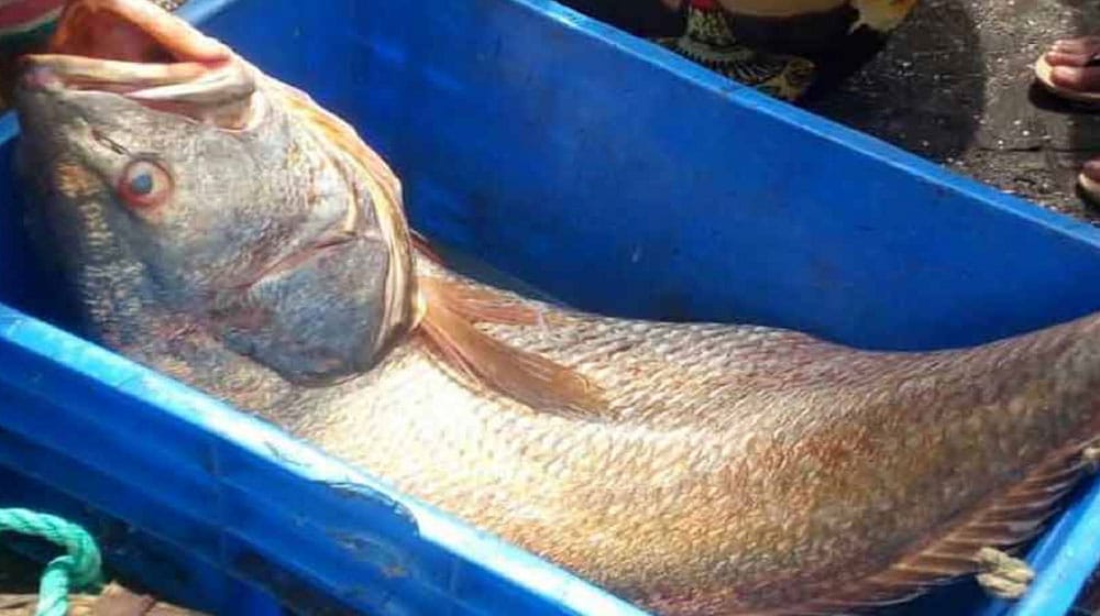 Gwadar-fisherman-catches-rare-sowa-fish-used-to-make-surgical-items-rapidnews