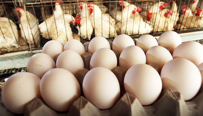 Here’s why chicken, egg prices have gone up in Pakistan