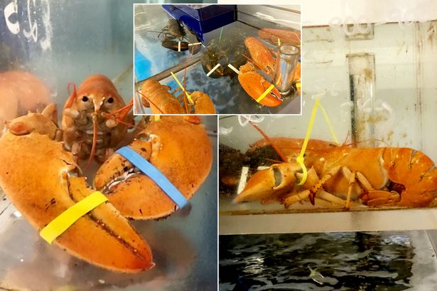 Man saves two lobsters from the pot after ‘one in a billion’ sighting at market
