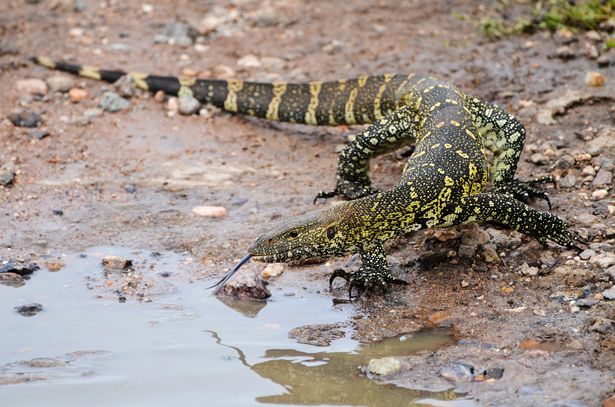 Scientists start investigating lizard blood to see if it can cure Covid or cancer