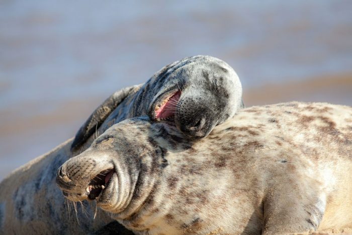 Animals laugh too, analysis of vocalization data suggests