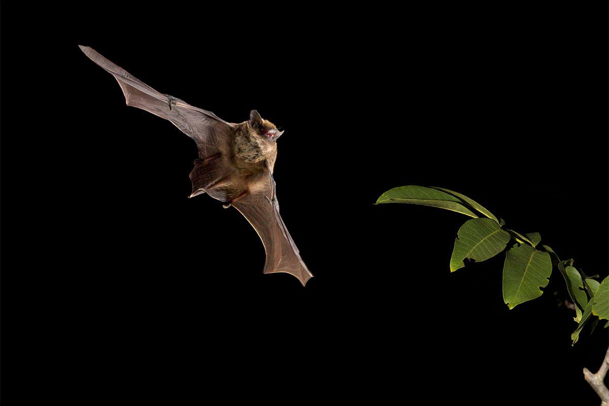 bats-already-know-echolocation-since-birth-unlike-other-animals-research-reveals-rapidnews