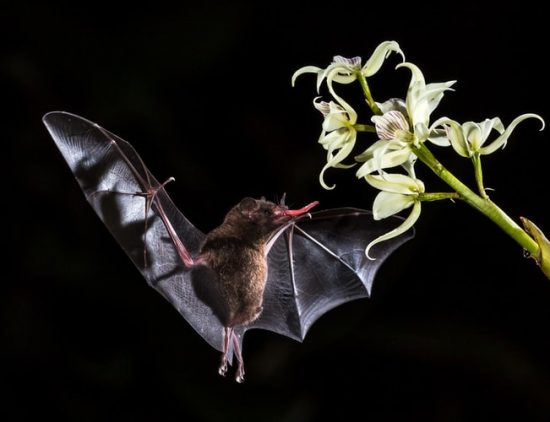 Bats know the speed of sound from birth, scientists discovery