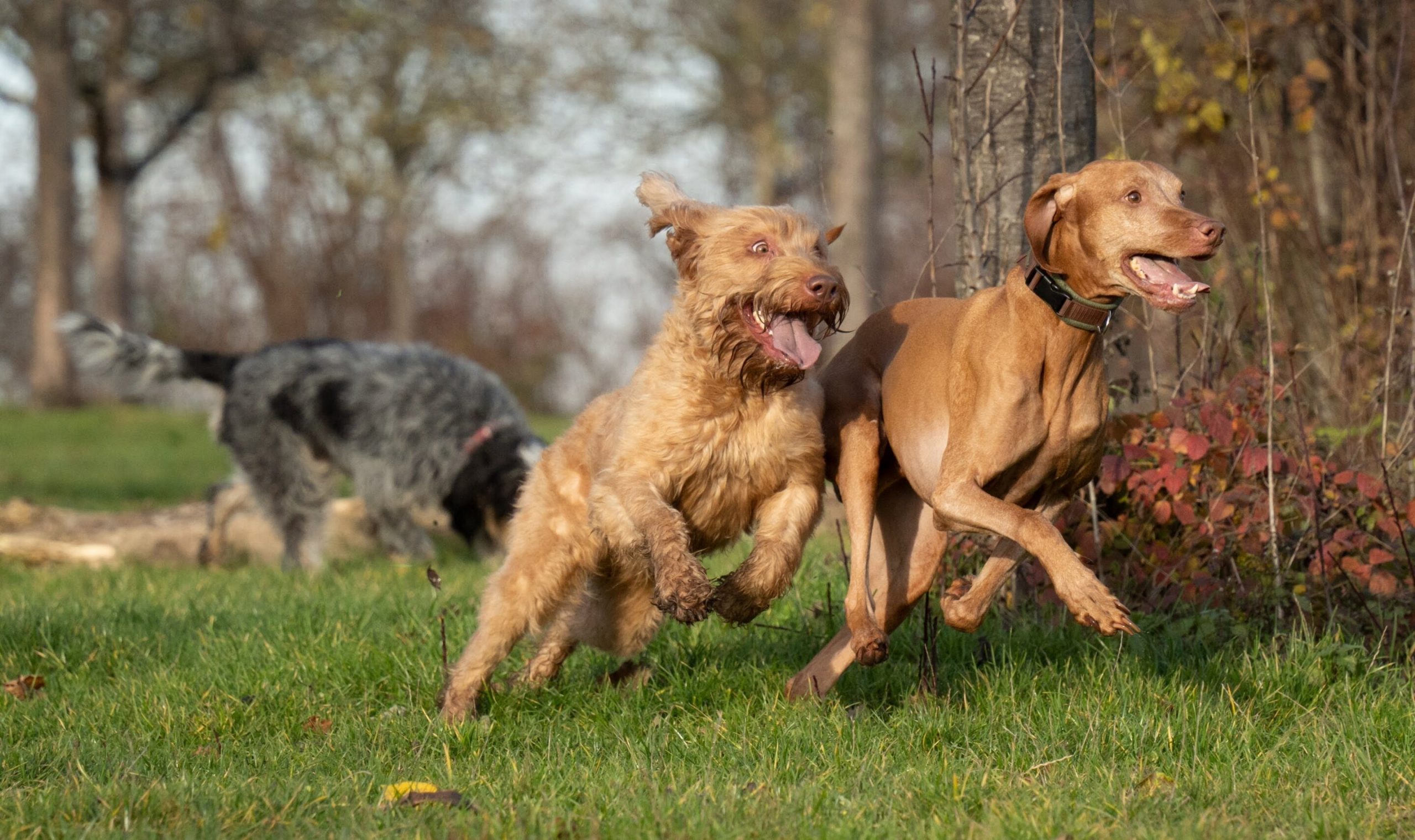 dogs-playing-Sea lions-laughing-Animal-laugh-too-analysis-of-vocalization-data-suggests-rapidnews