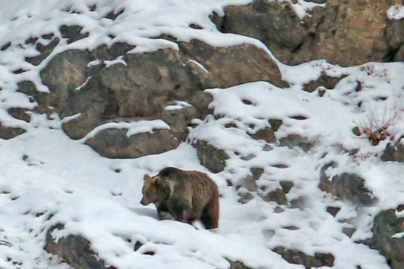 watch-another-himalayan-brown-bear-spotted-in-pakistan-s-land-of-the-giant-rapidnews