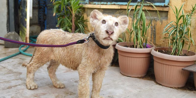 Law allowing possession of lions challenged in Lahore court