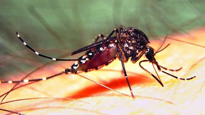 Upto 515 Dengue Cases Reported In Punjab