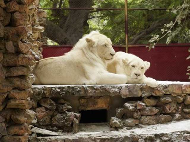 Rare-breed-of-white-lion-dies-in-zoo-Karachi