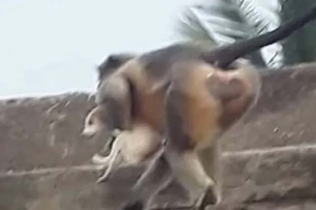 A gang of savage monkeys are grabbing puppies from the streets of two Indian villages and throwing them to their deaths, according to reports