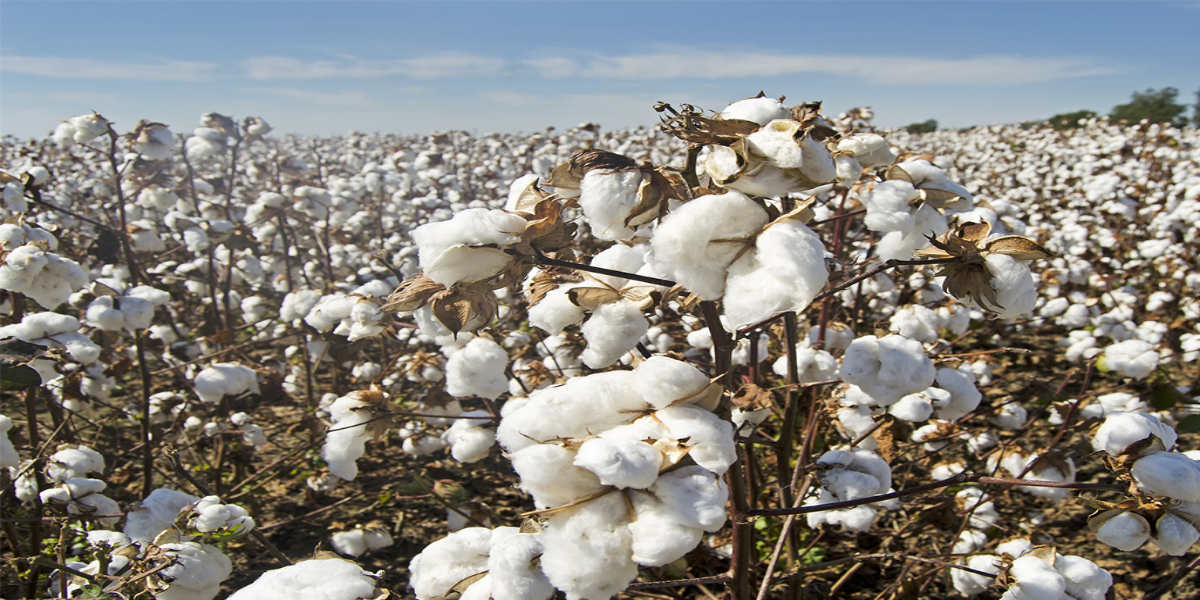 Aptma for setting the cotton support price.