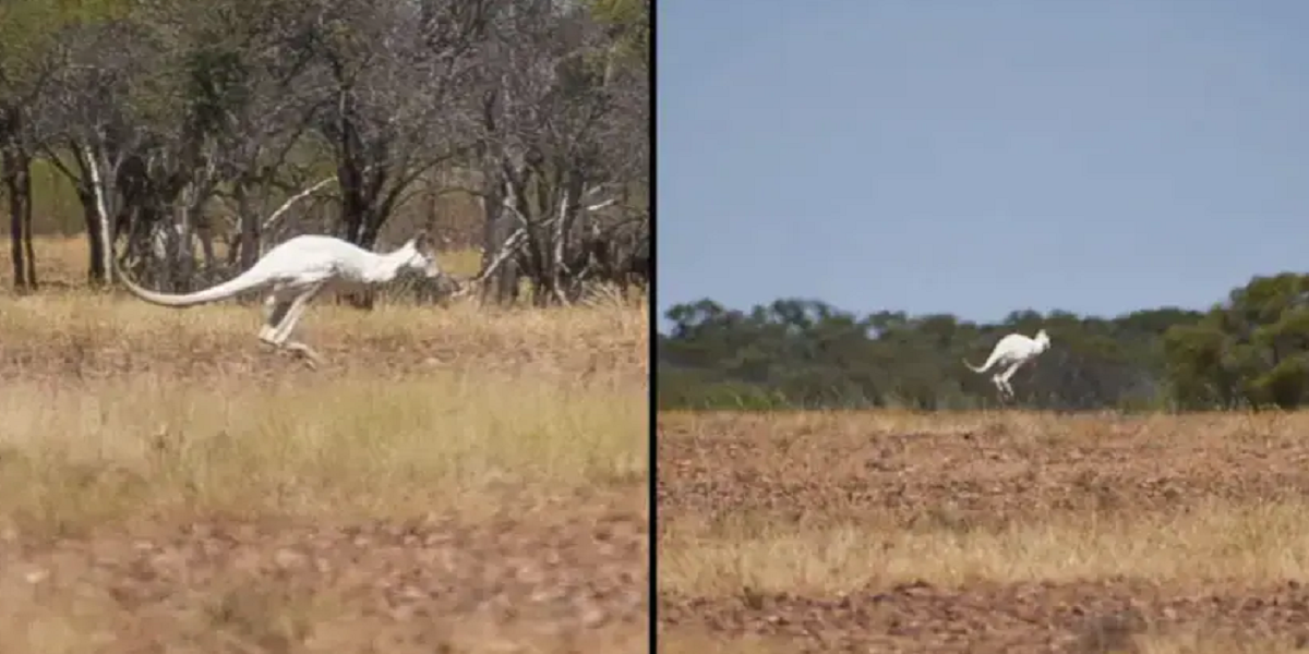 In Queensland, Australia, a rare white kangaroo was observed