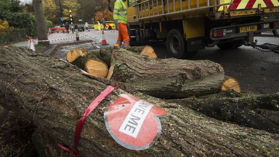 Sheffield has been named Tree City of the World.