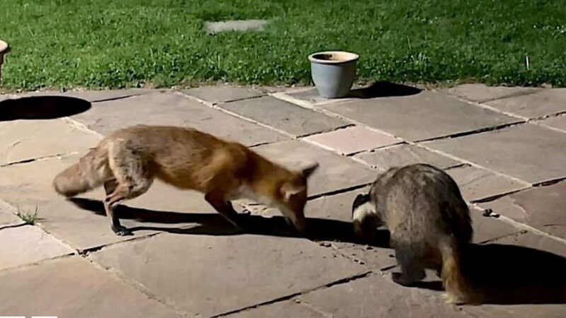 Badger and fox share a midnight snack in Essex Garden