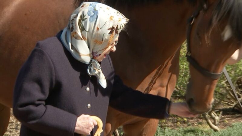 Queen feeds a carrot to an adorable foal signifying her ultimate love of horses.