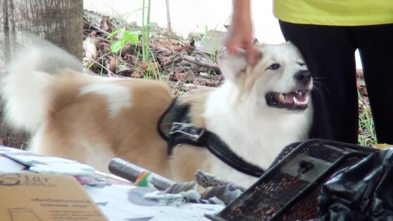 The hero dog barked repeatedly to warn the owner about a deadly cobra.