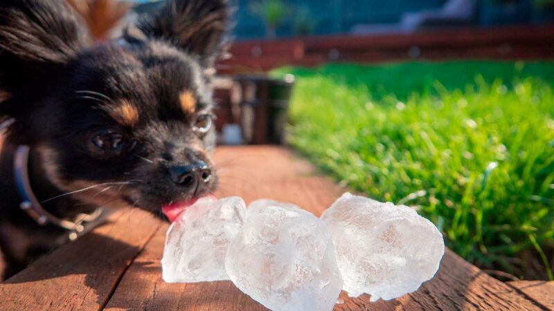 RSCPA settles the debate whether to give ice cubes to dogs during heat wave.